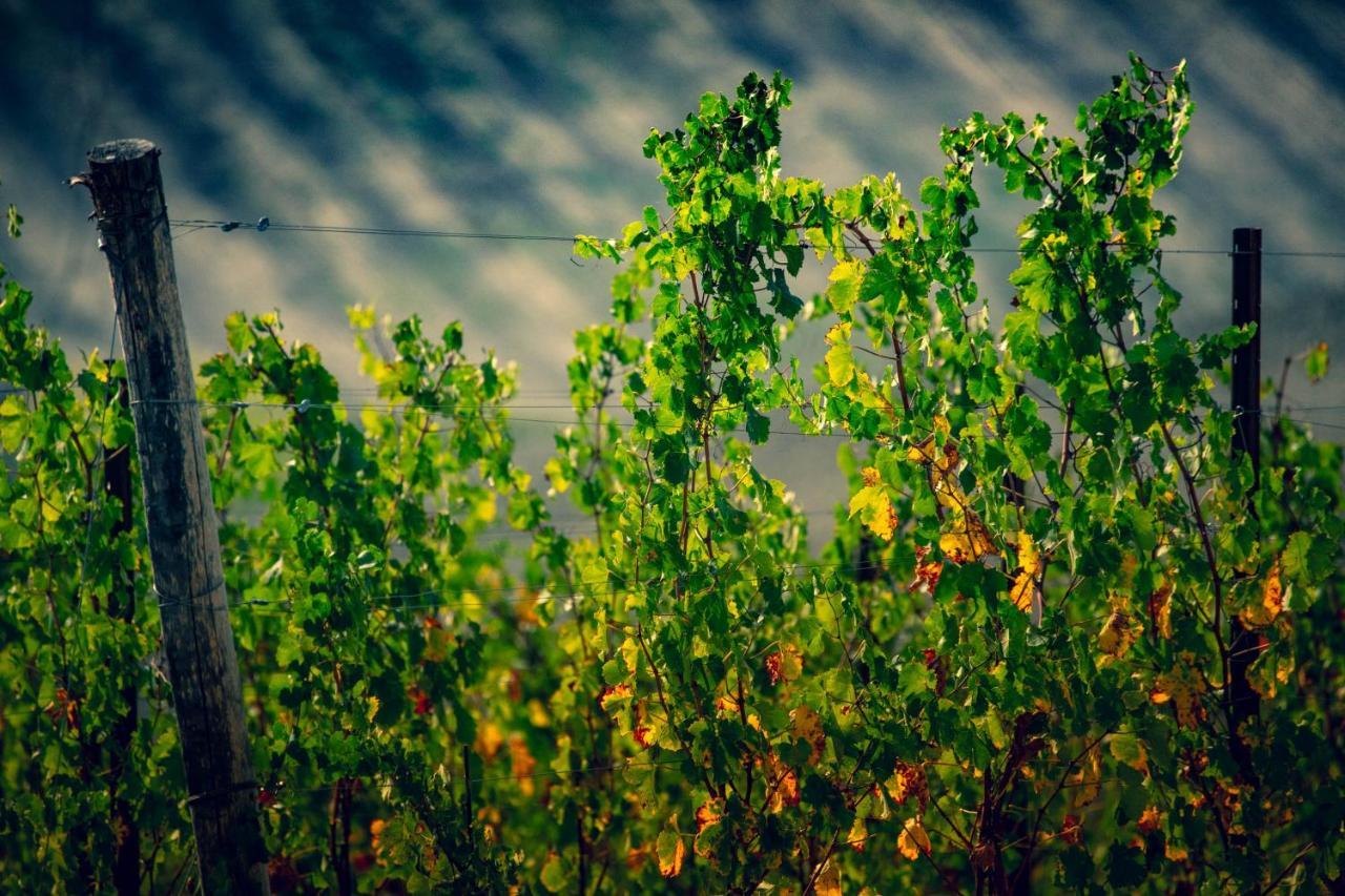 Filodivino Wine Resort & Spa 산 마르첼로 외부 사진